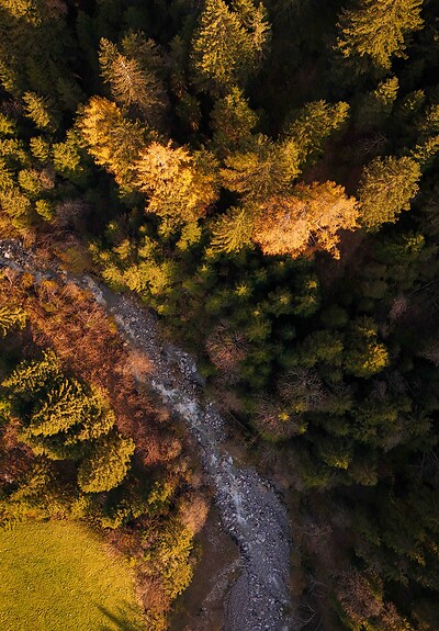 Luftaufnahme eines schmalen Waldwegs, der sich durch dicht stehende Bäume im warmen Abendlicht schlängelt.